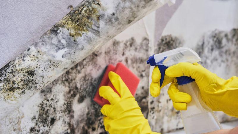 Attic Mold Remediation in Bergen County, NJ