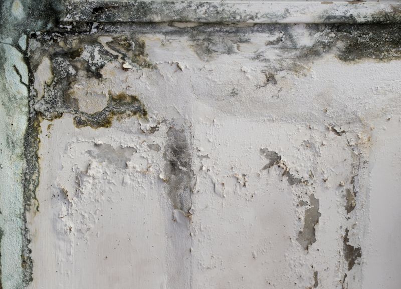 Basement Mold Removal in Dallas, TX