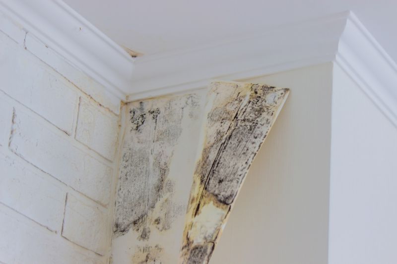 Mold Cleanup Service in Frisco, TX